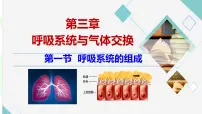 生物七年级下册（2024）呼吸系统的组成图文课件ppt