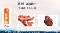 初中生物血液循环课文配套课件ppt