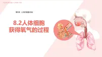 初中生物北师大版（2024）七年级下册（2024）人体细胞获得氧气的过程背景图ppt课件