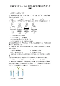 陕西省延安市2024-2025学年七年级下学期3月月考 生物试题（含解析）