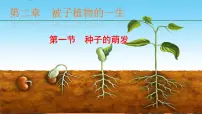 人教版（2024）七年级下册（2024）种子的萌发课文课件ppt