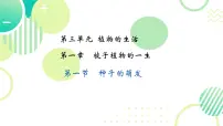 初中生物人教版（2024）七年级下册（2024）种子的萌发示范课课件ppt