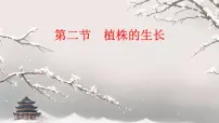 初中生物人教版（2024）七年级下册（2024）植株的生长课文课件ppt