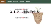 人教版（2024）七年级下册（2024）植株的生长评课课件ppt