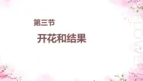 生物七年级下册（2024）开花和结果课文配套ppt课件