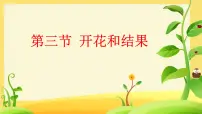 初中生物人教版（2024）七年级下册（2024）开花和结果教课课件ppt