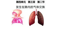 人教版（2024）七年级下册（2024）发生在肺内的气体交换课文课件ppt