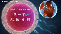 人教版（2024）七年级下册（2024）人的生殖教课ppt课件