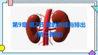 生物七年级下册（2024）尿的形成与排出课堂教学ppt课件