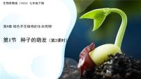 苏教版（2024）七年级下册（2024）种子的萌发示范课课件ppt