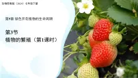 苏教版（2024）七年级下册（2024）植物的繁殖说课课件ppt