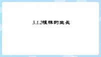 初中生物人教版（2024）七年级下册（2024）植株的生长教课内容ppt课件