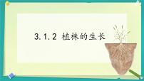 初中生物人教版（2024）七年级下册（2024）植株的生长课文ppt课件