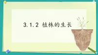 初中生物人教版（2024）七年级下册（2024）植株的生长课文ppt课件