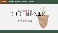 人教版（2024）七年级下册（2024）植株的生长说课课件ppt