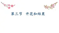 初中生物人教版（2024）七年级下册（2024）开花和结果授课课件ppt
