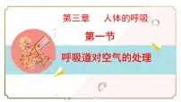 初中生物人教版（2024）七年级下册（2024）呼吸道对空气的处理教课课件ppt