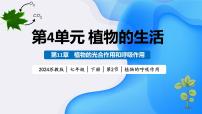 初中生物苏教版（2024）七年级下册（2024）植物的呼吸作用背景图课件ppt