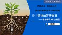 苏教版（2024）七年级下册（2024）植物的营养器官示范课ppt课件