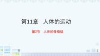 北师大版（2024）七年级下册（2024）人体的骨骼肌教学课件ppt