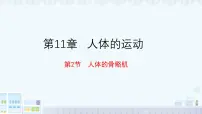 北师大版（2024）七年级下册（2024）人体的骨骼肌教学课件ppt