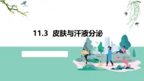 初中生物皮肤与汗液分泌教课内容ppt课件
