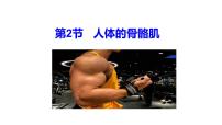 初中生物北师大版（2024）七年级下册（2024）人体的骨骼肌教案配套课件ppt