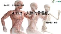初中生物北师大版（2024）七年级下册（2024）人体的骨骼肌示范课ppt课件