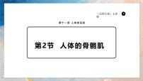 生物七年级下册（2024）人体的骨骼肌课堂教学课件ppt