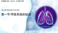 初中冀少版（2024）呼吸系统的组成备课ppt课件