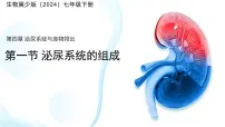 冀少版（2024）七年级下册（2024）泌尿系统的组成教学演示ppt课件