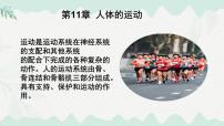 初中生物北师大版（2024）七年级下册（2024）人体的骨骼课文ppt课件