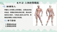 初中生物北师大版（2024）七年级下册（2024）人体的骨骼肌教学演示课件ppt