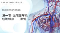 初中冀少版（2024）血管教课内容课件ppt