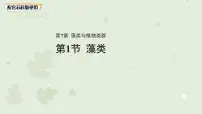 初中苏科版（2024）藻类教学演示课件ppt