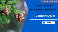 生物七年级下册（2024）植物的呼吸作用图片ppt课件