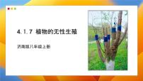 济南版（2024）七年级下册（2024）无性生殖保持了生物遗传特征的稳定教学ppt课件