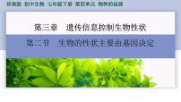 初中生物济南版（2024）七年级下册（2024）生物的性状主要由基因决定图文课件ppt