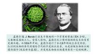 初中济南版（2024）生物的性状主要由基因决定课堂教学课件ppt