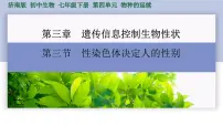 初中生物济南版（2024）七年级下册（2024）性染色体决定人的性别教课内容课件ppt