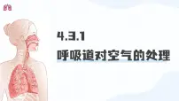 初中生物人教版（2024）七年级下册（2024）呼吸道对空气的处理说课ppt课件