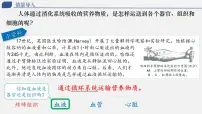 人教版（2024）七年级下册（2024）流动的组织—血液图文ppt课件