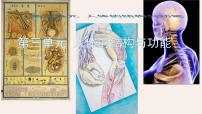 初中生物冀少版（2024）七年级下册（2024）人体生命活动需要的营养物质教案配套课件ppt