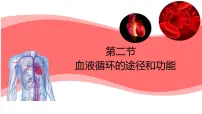 初中生物冀少版（2024）七年级下册（2024）血液循环的途径和功能课堂教学课件ppt