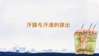 冀少版（2024）七年级下册（2024）汗腺与汗液的排出课堂教学ppt课件