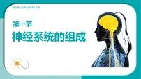 生物七年级下册（2024）神经系统的组成多媒体教学课件ppt