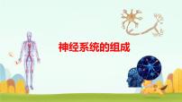初中生物冀少版（2024）七年级下册（2024）神经系统的组成背景图课件ppt