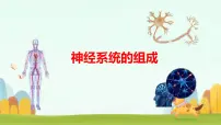 初中生物冀少版（2024）七年级下册（2024）神经系统的组成背景图课件ppt