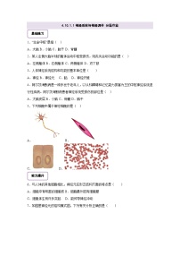 生物七年级下册（2024）神经系统与神经调节优秀第1课时课后作业题