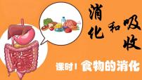 生物七年级下册（2024）消化和吸收教课ppt课件